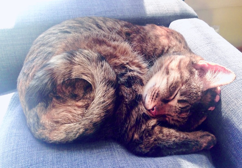 depressed after losing a pet